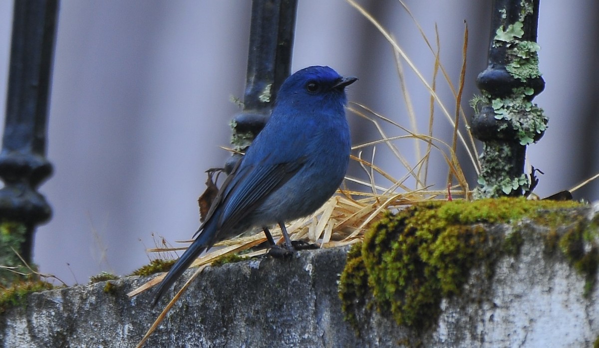 Nilgirischnäpper - ML643422813