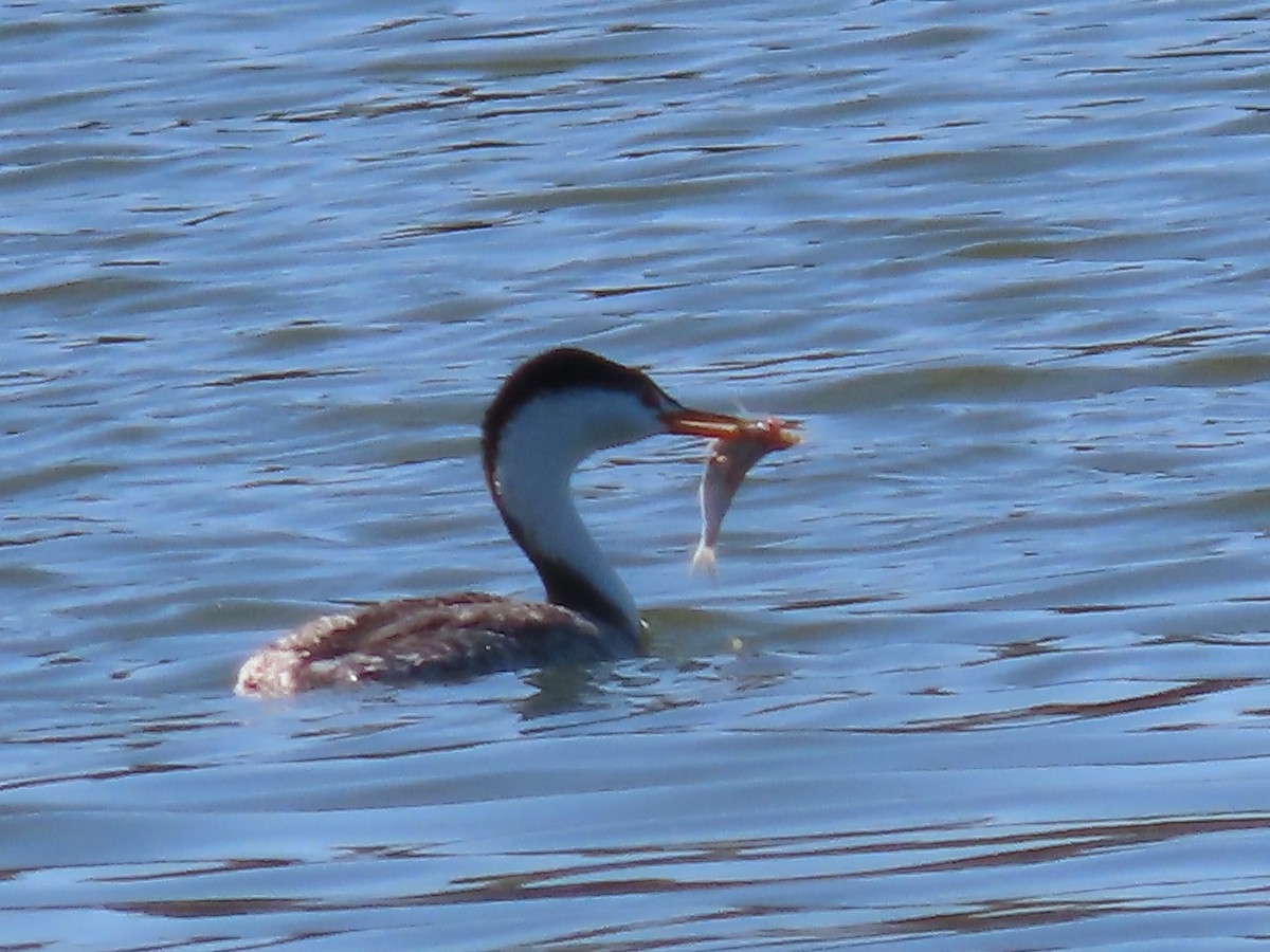 Western/Clark's Grebe - ML643422820