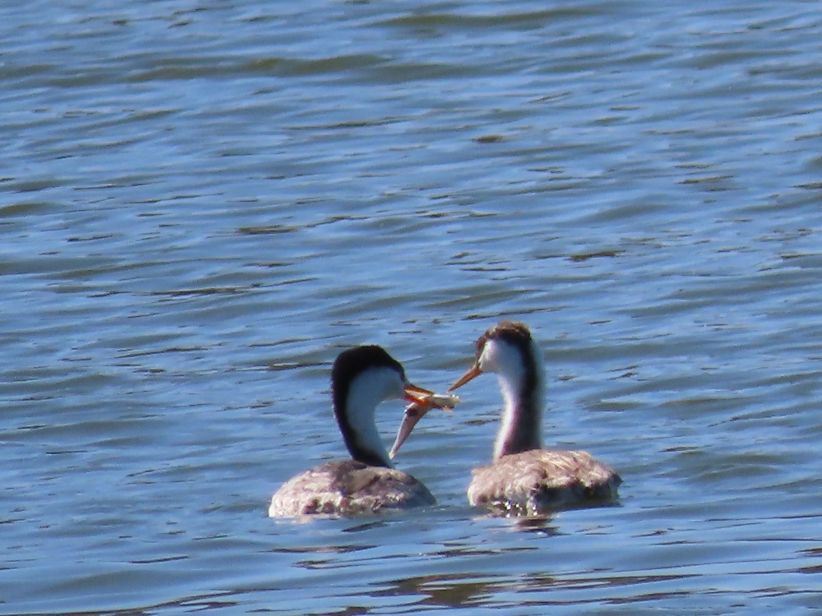 Western/Clark's Grebe - ML643422824