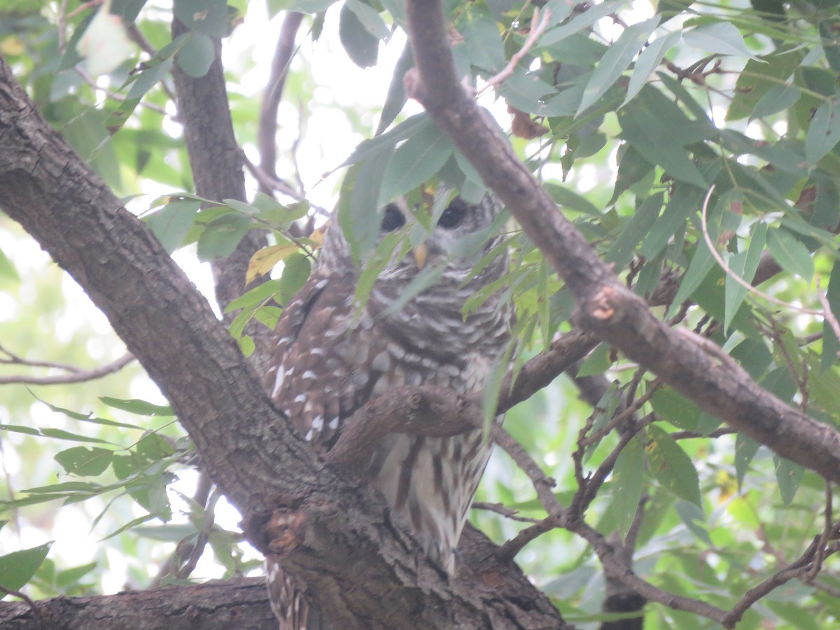 Barred Owl - ML643422827
