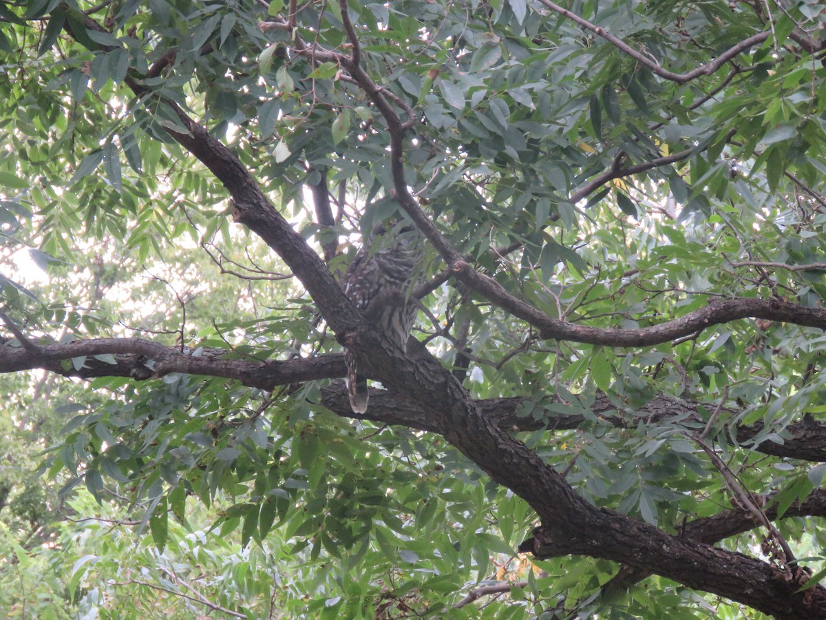 Barred Owl - ML643422828