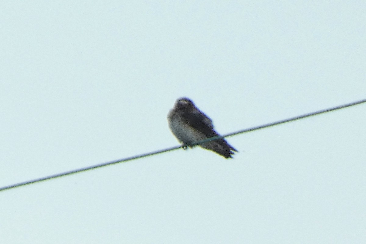 Cliff Swallow - ML643422829