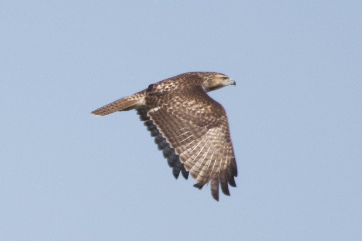 Red-tailed Hawk - ML643422867