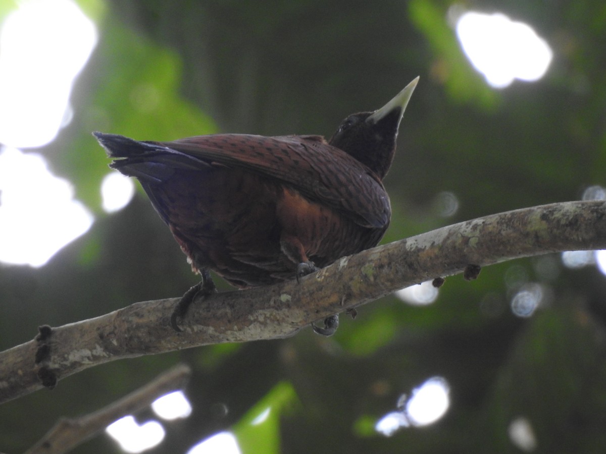 Waved Woodpecker (Scale-breasted) - ML643422869