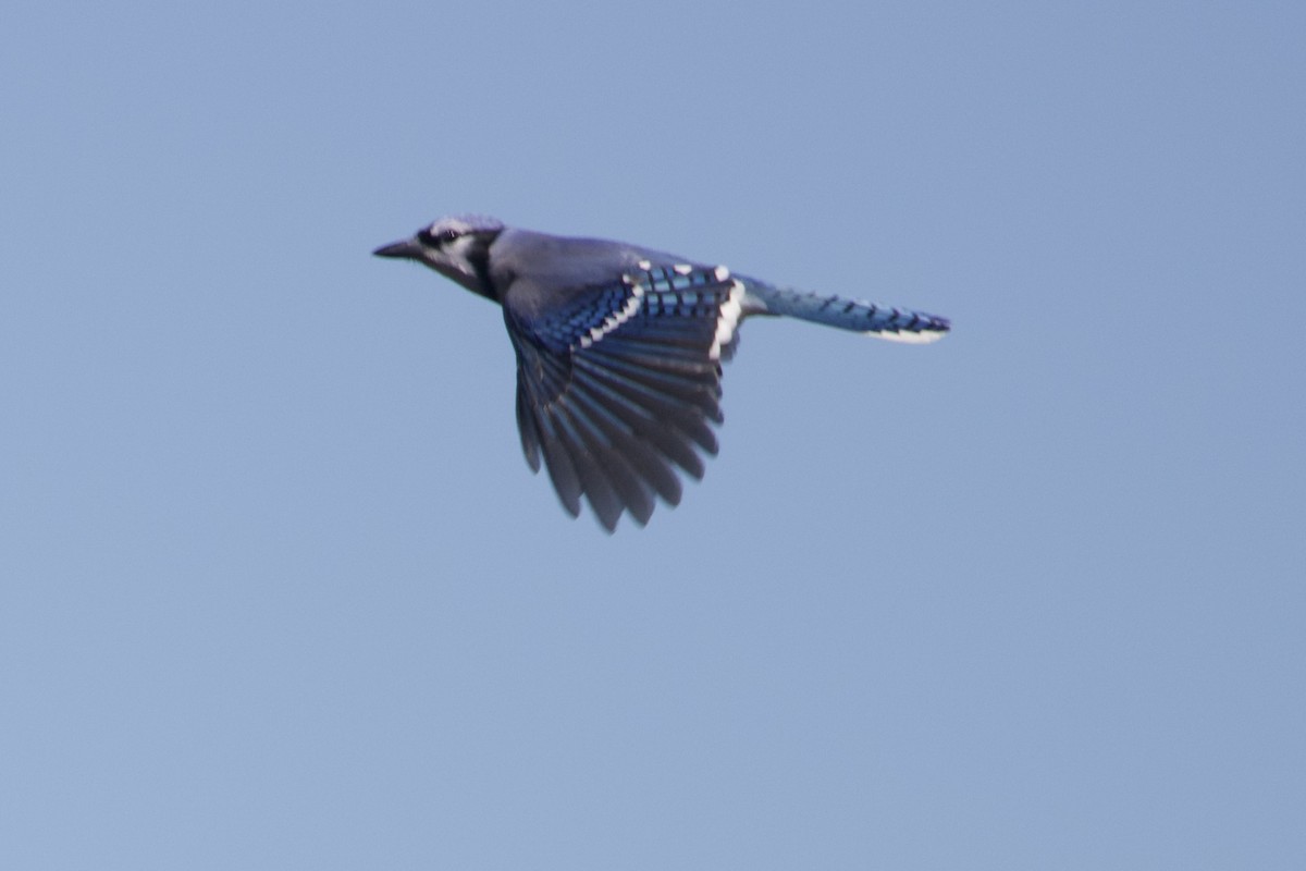 Blue Jay - ML643422872