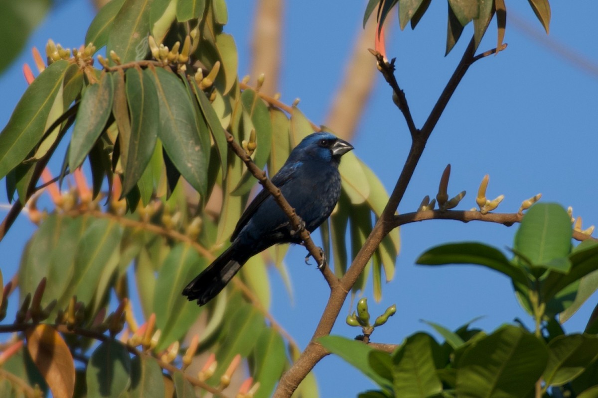 Ultramarine Grosbeak - ML643422889