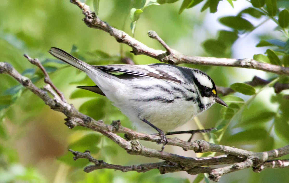 Black-throated Gray Warbler - ML643422890