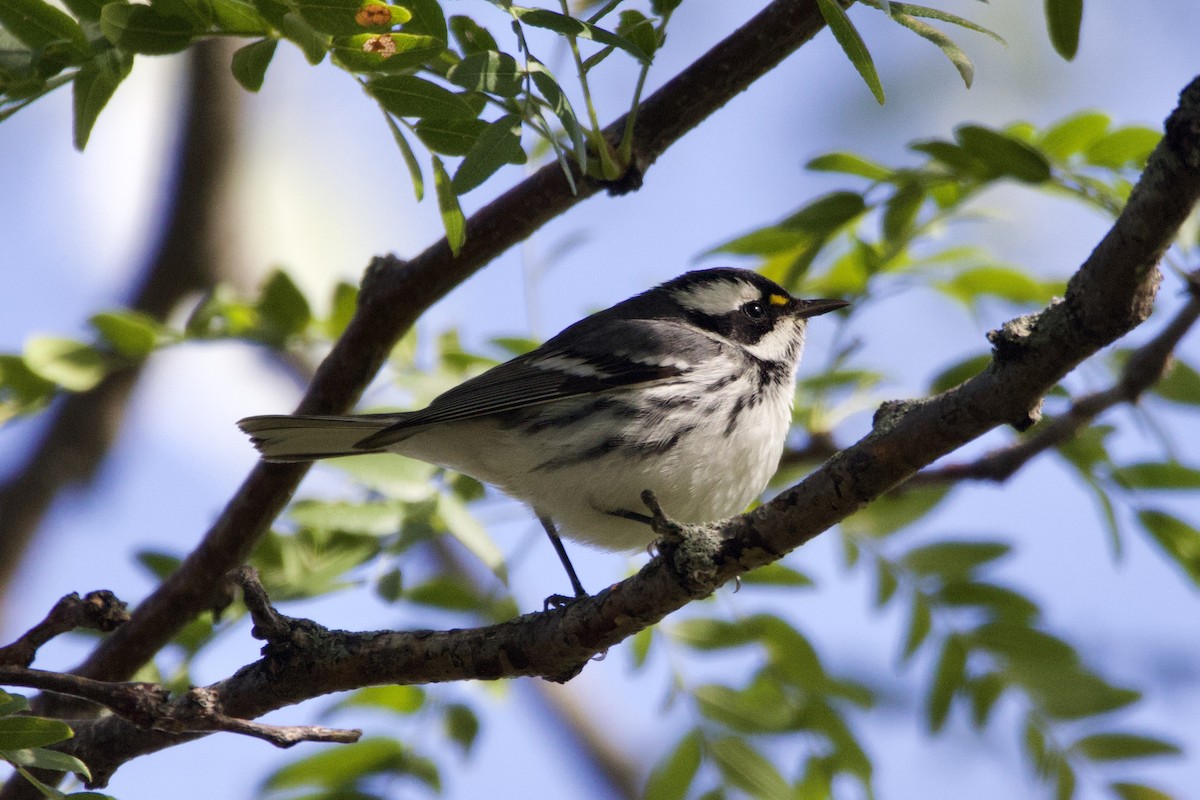 Black-throated Gray Warbler - ML643422891