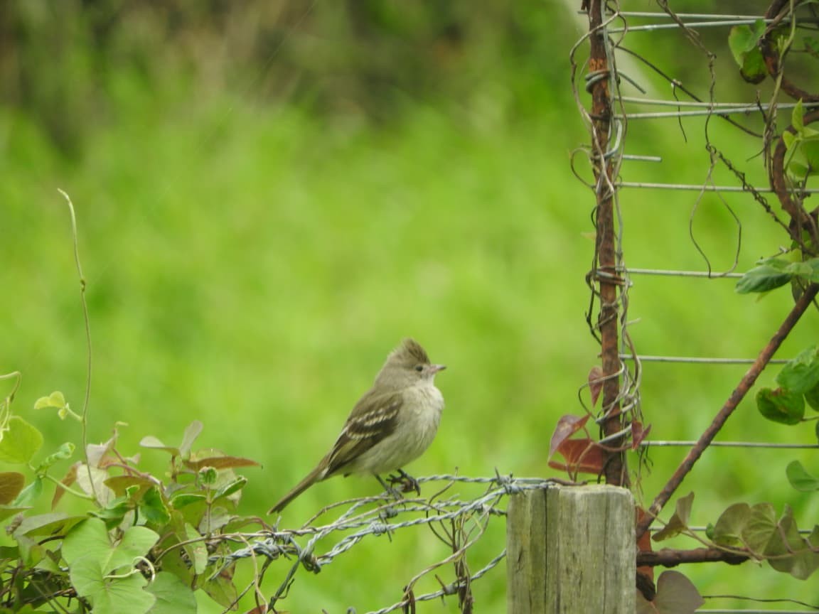 Yellow-bellied Elaenia - ML643422899
