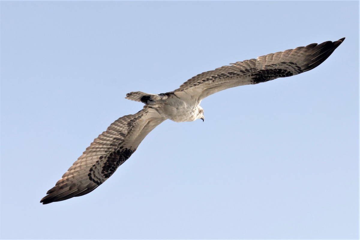 Balbuzard pêcheur - ML643422921