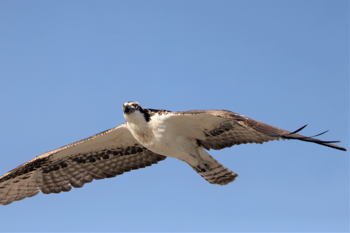 Balbuzard pêcheur - ML643422922