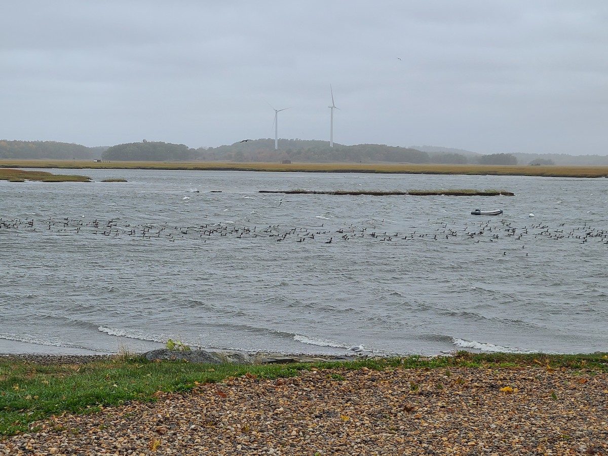 Double-crested Cormorant - ML643422933