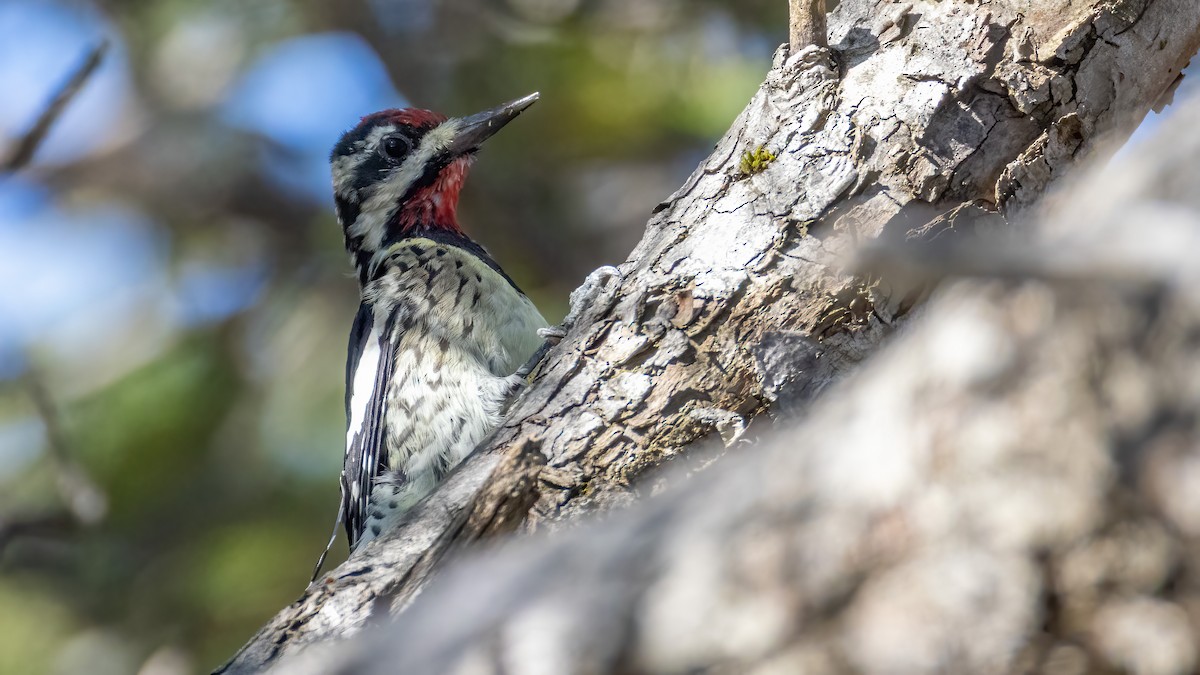 Yellow-bellied Sapsucker - ML643422935