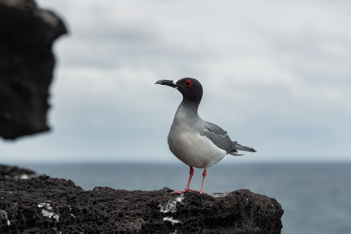 Swallow-tailed Gull - ML643422940