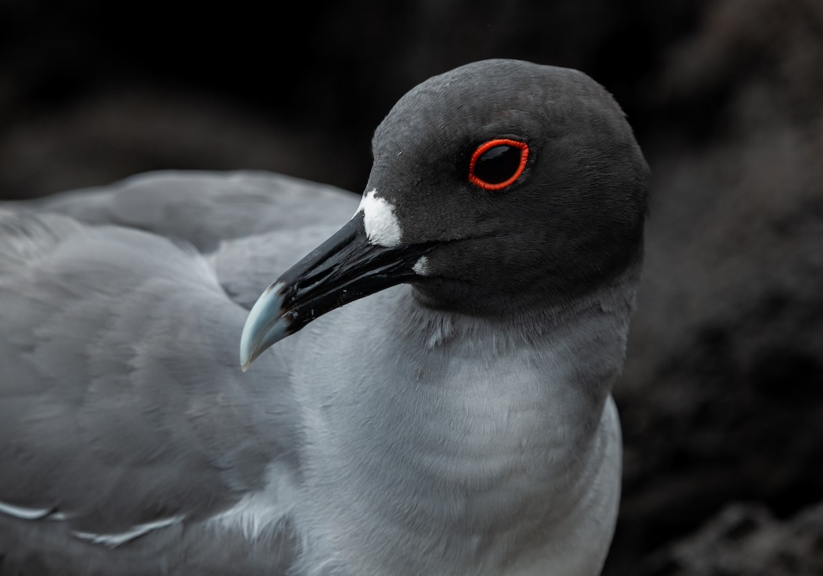Swallow-tailed Gull - ML643422942