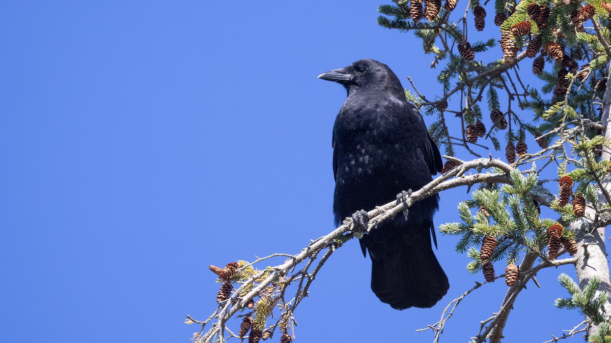 American Crow - ML643422944