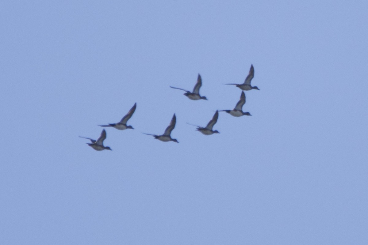 American Wigeon - ML643422946