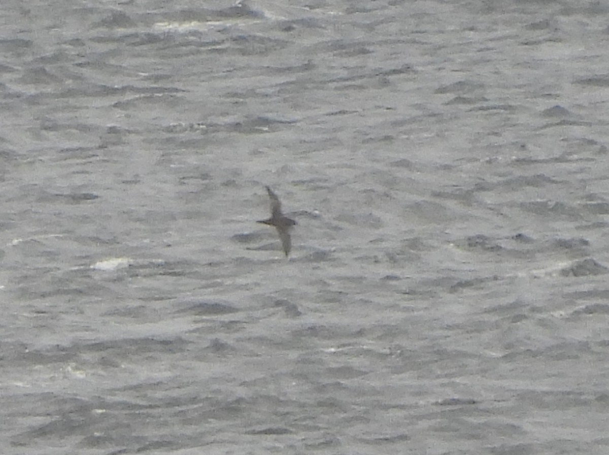 Sooty/Short-tailed Shearwater - ML643422955
