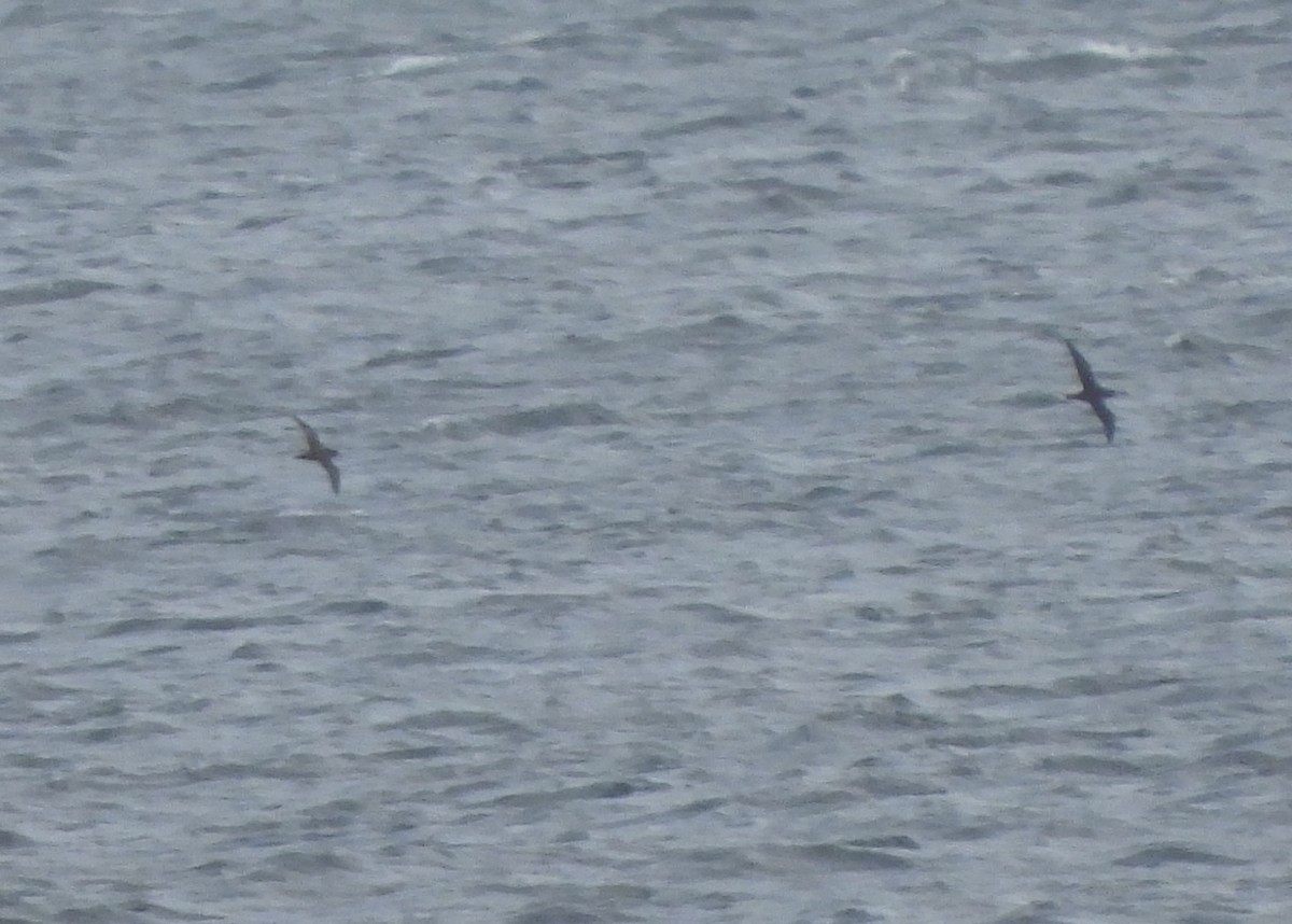 Sooty/Short-tailed Shearwater - ML643422956