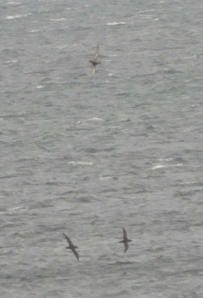Sooty/Short-tailed Shearwater - ML643422957