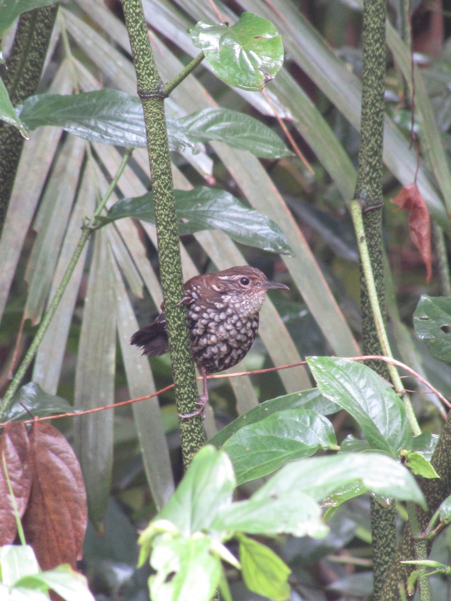 Sharp-tailed Streamcreeper - ML643422959