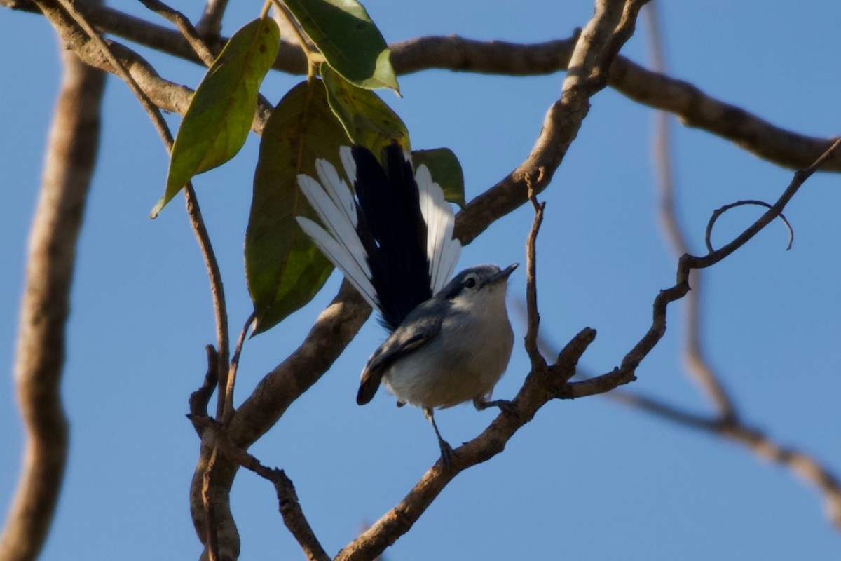 Masked Gnatcatcher - ML643422966