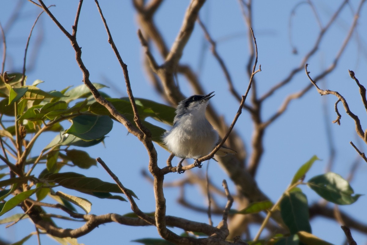 Masked Gnatcatcher - ML643422967