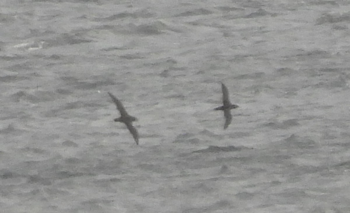 Sooty/Short-tailed Shearwater - ML643422971