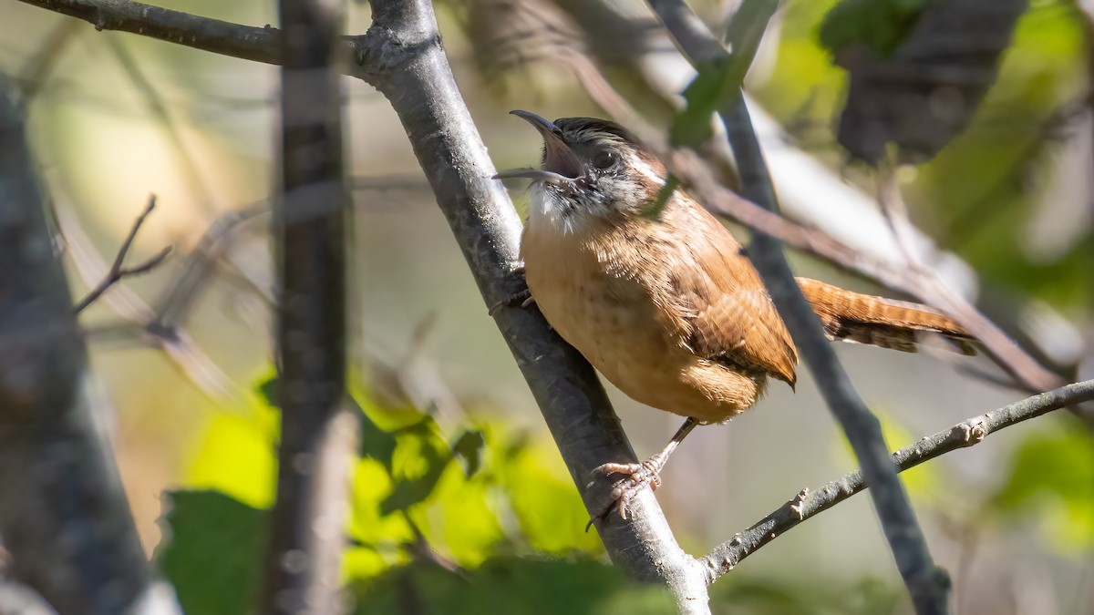 Carolina Wren - ML643422974