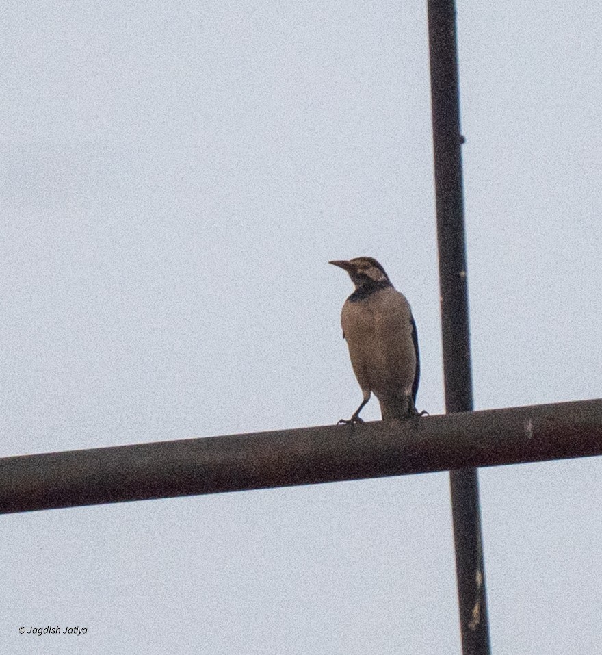 Indian Pied Starling - ML643422975