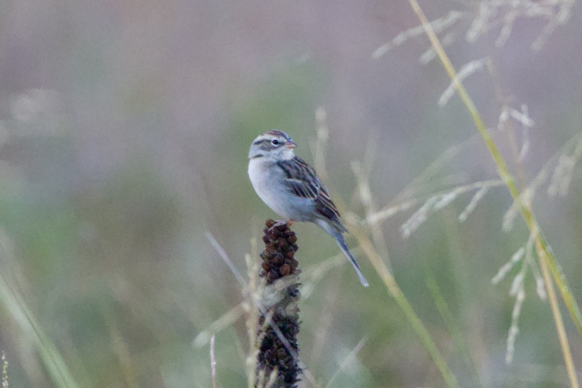Chipping Sparrow - ML643422979