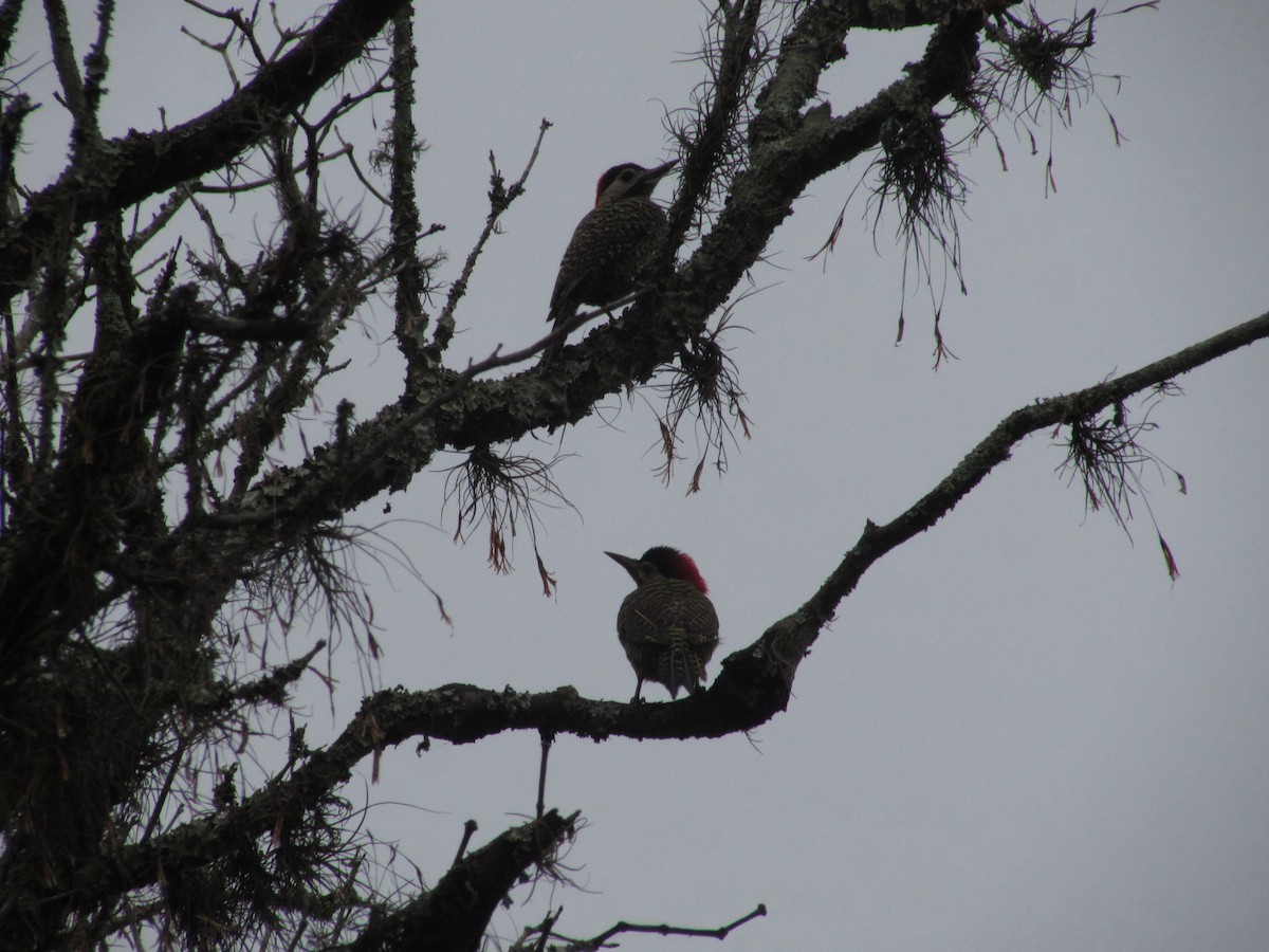 Green-barred Woodpecker - ML643422984