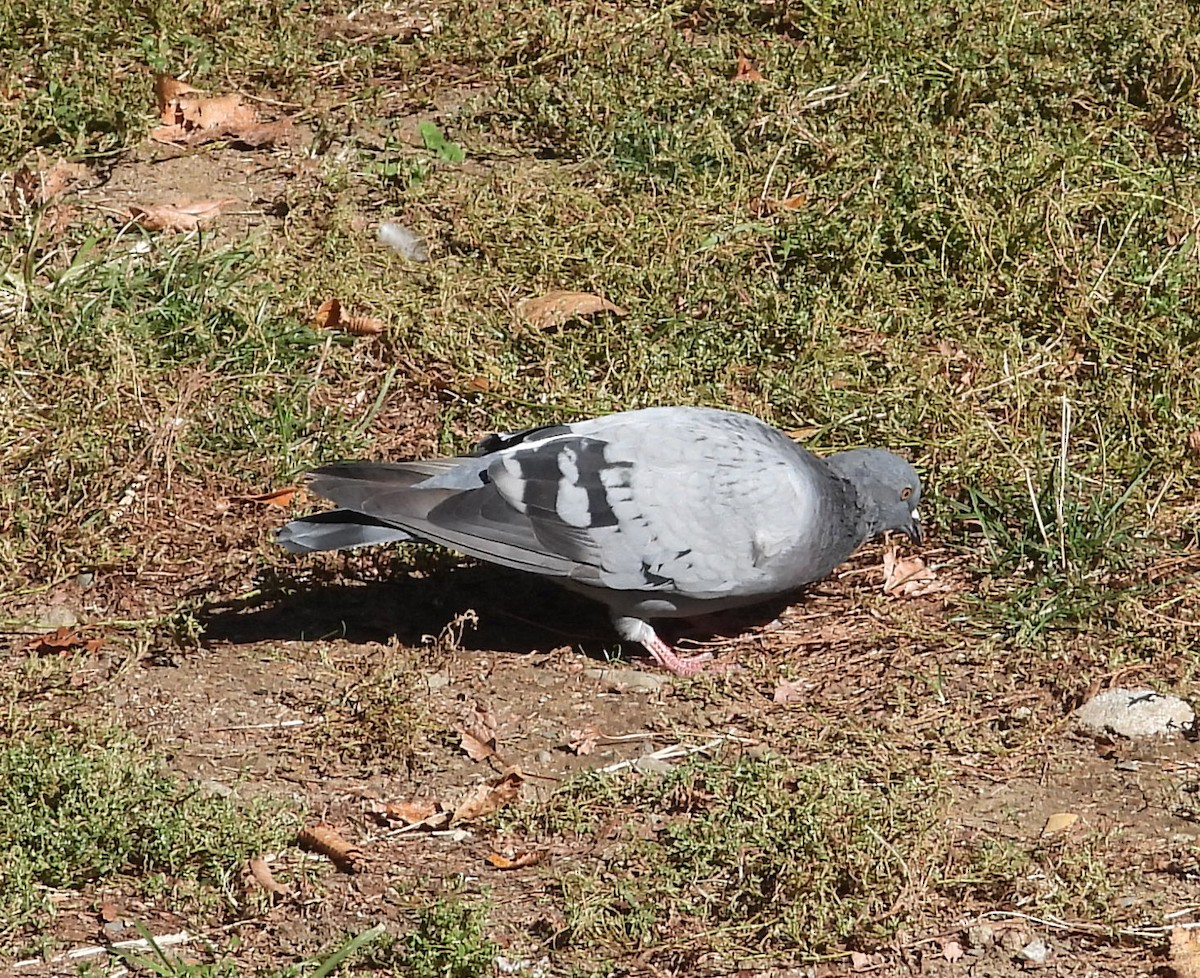 Rock Pigeon (Feral Pigeon) - ML643422986