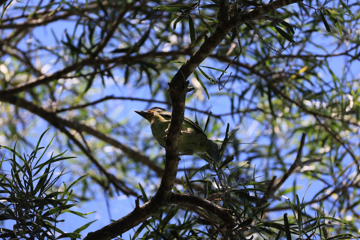 Taiwan Barbet - ML643422996