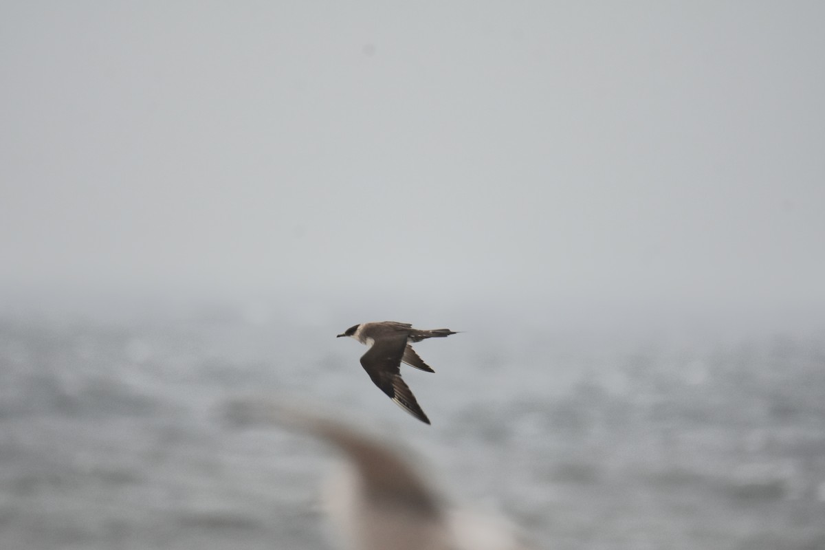 Parasitic Jaeger - ML643423002