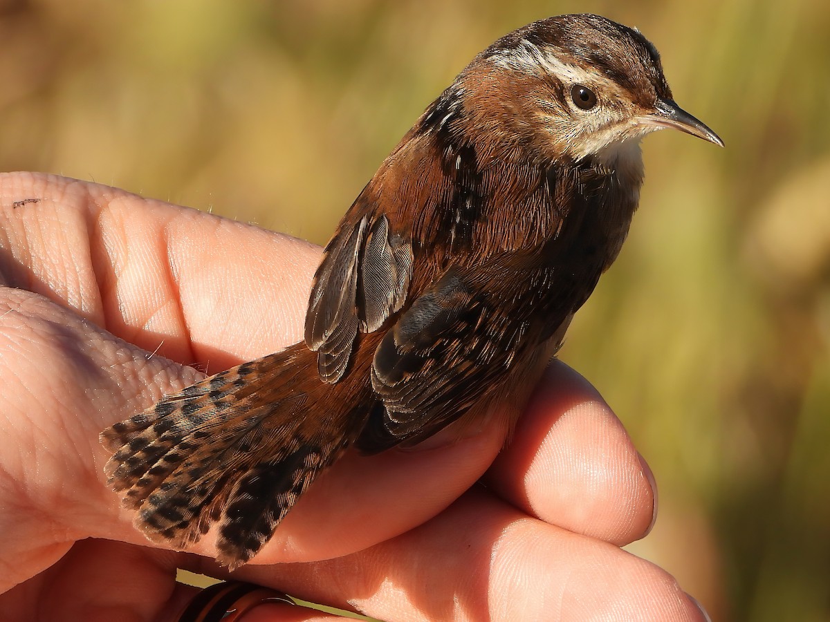 Marsh Wren - ML643423007