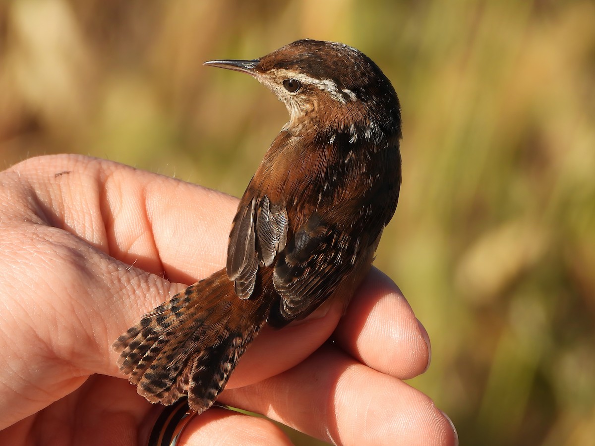 Marsh Wren - ML643423008