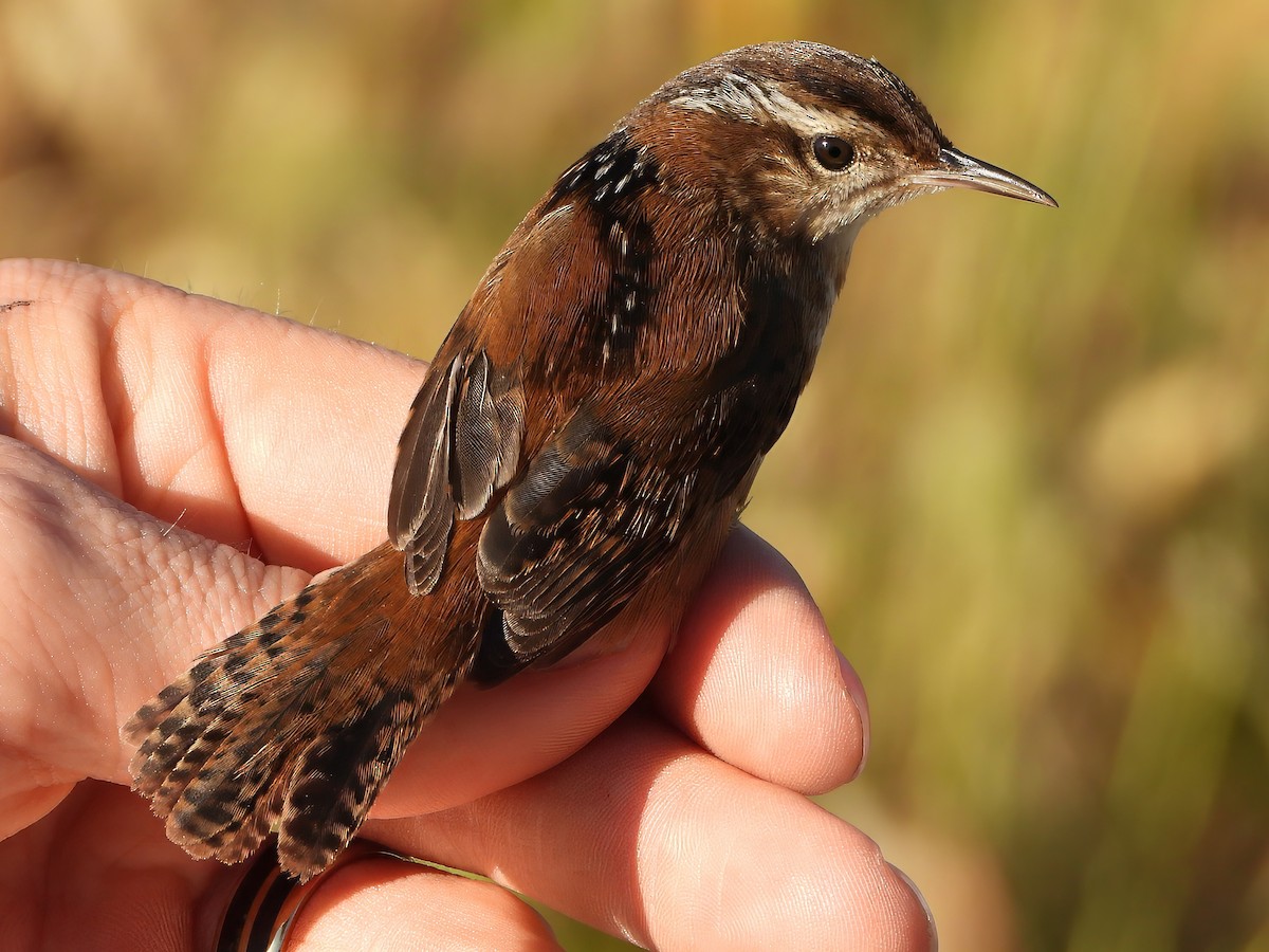 Marsh Wren - ML643423009