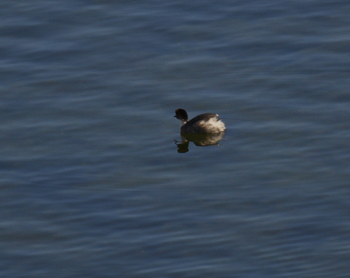 Silvery Grebe - ML643423042