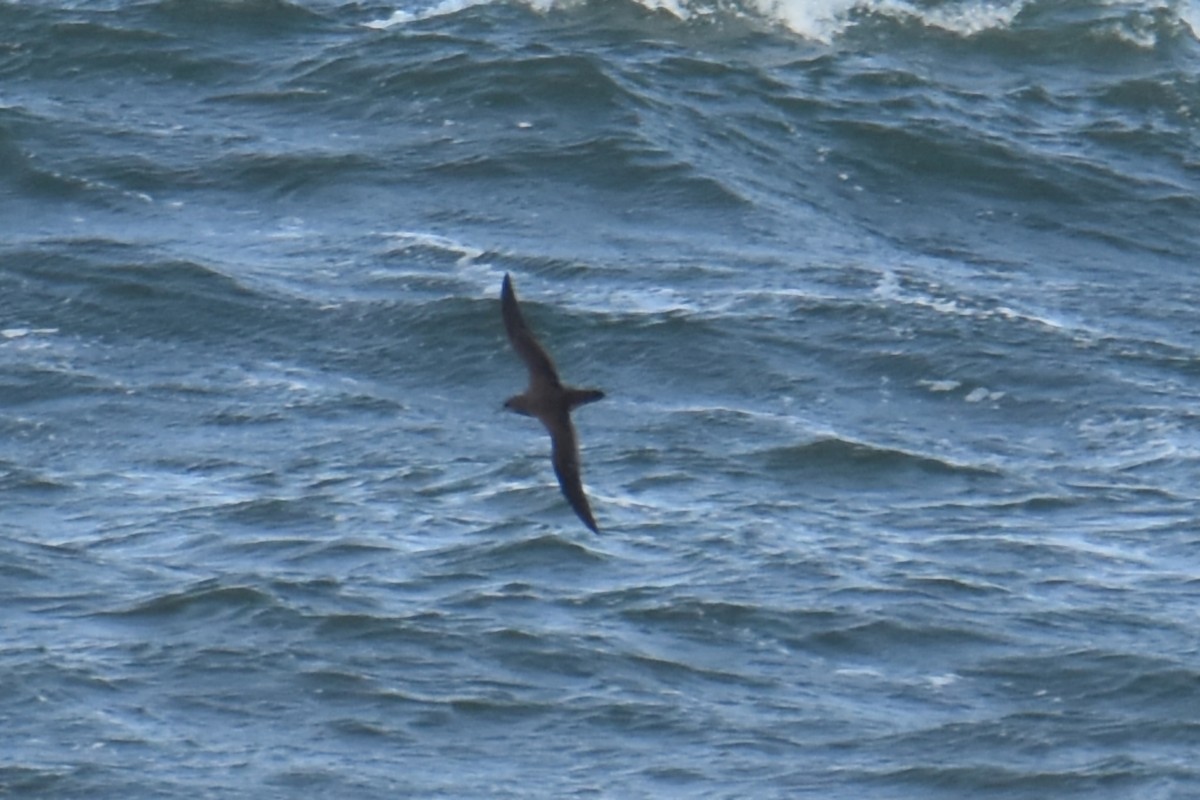 Sooty Shearwater - ML643423045