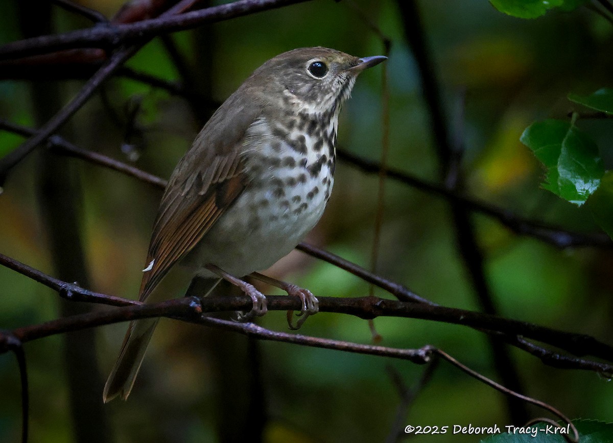 Hermit Thrush - ML643423049