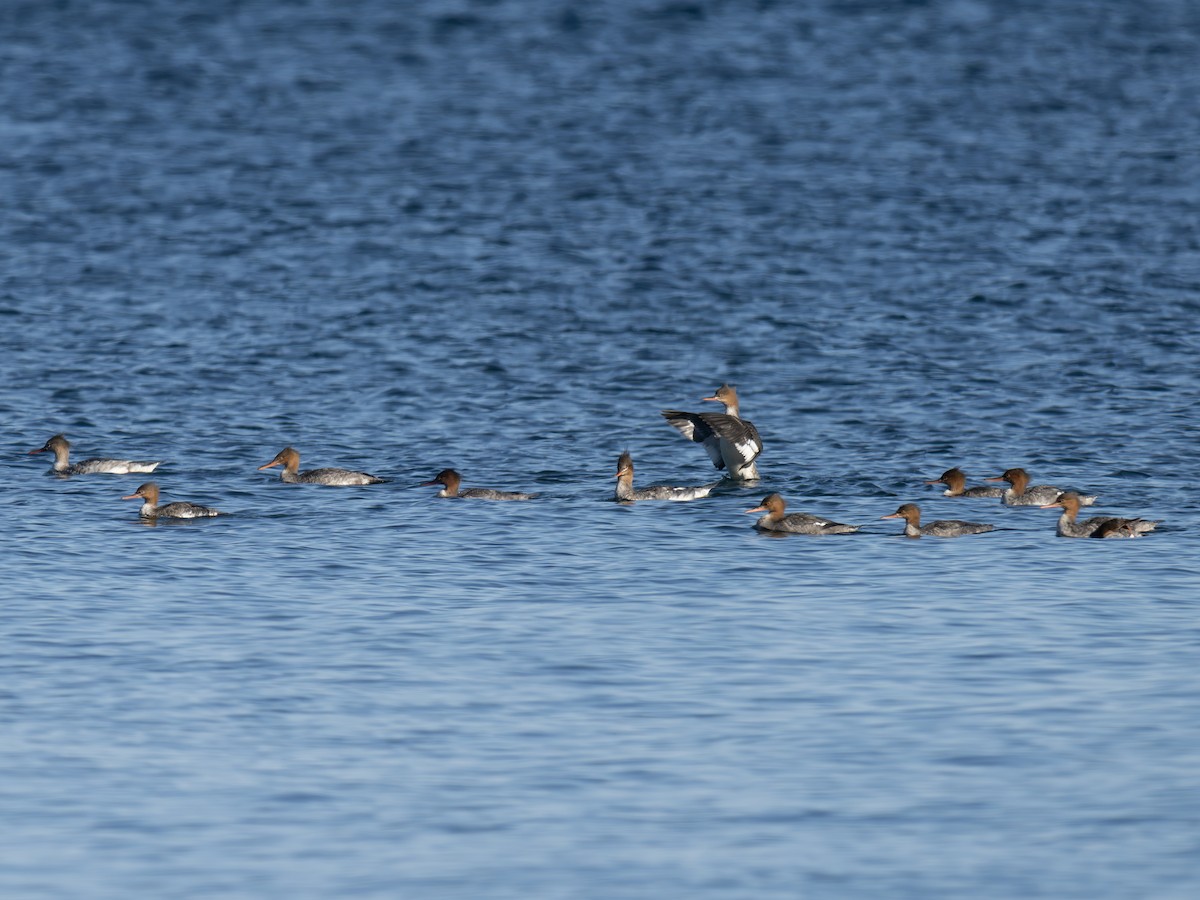 Red-breasted Merganser - ML643423053
