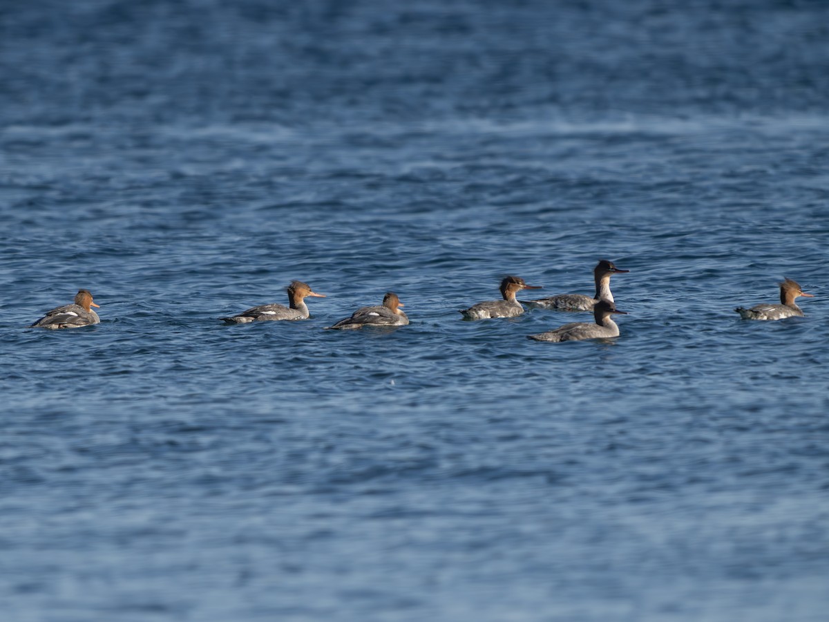 Red-breasted Merganser - ML643423054
