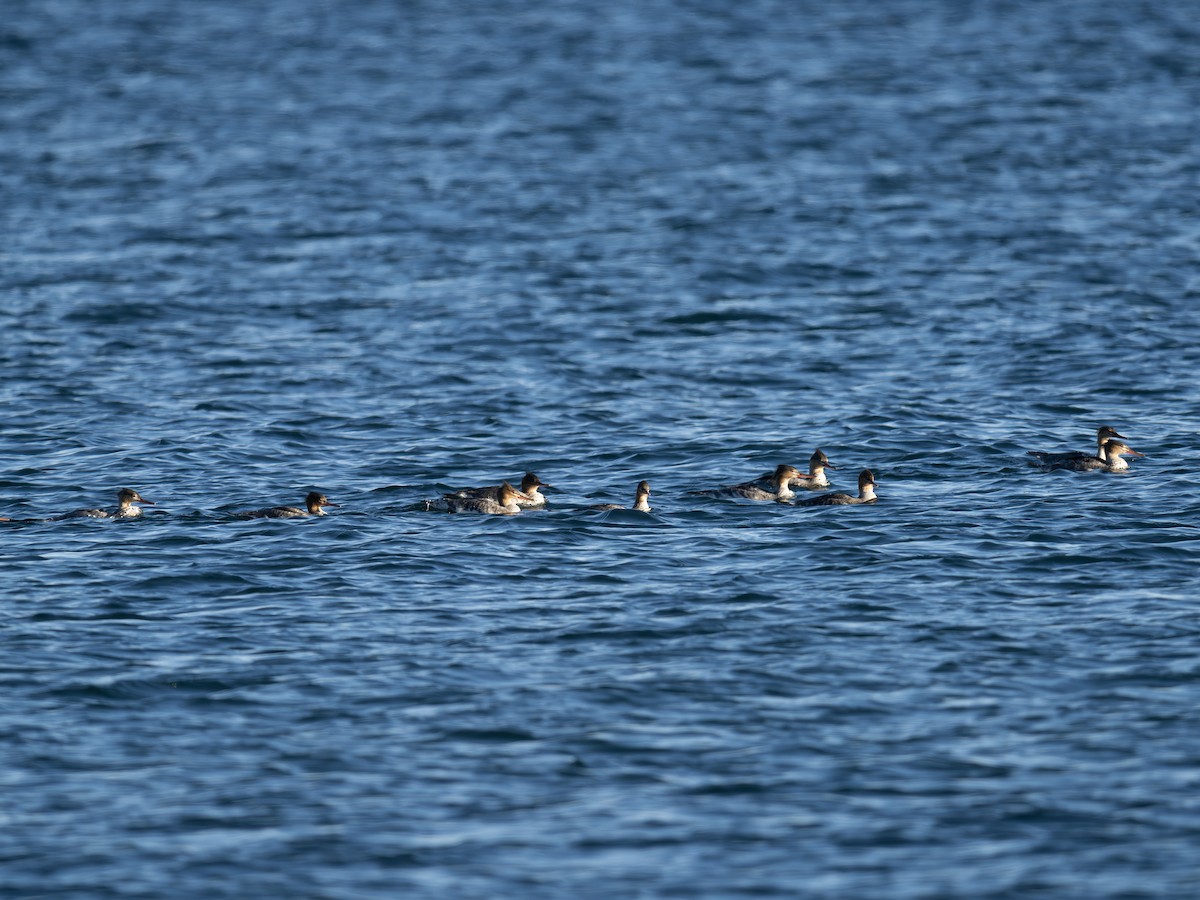 Red-breasted Merganser - ML643423055