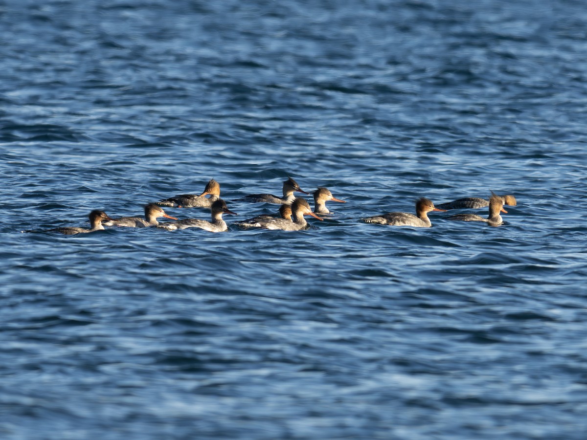 Red-breasted Merganser - ML643423056
