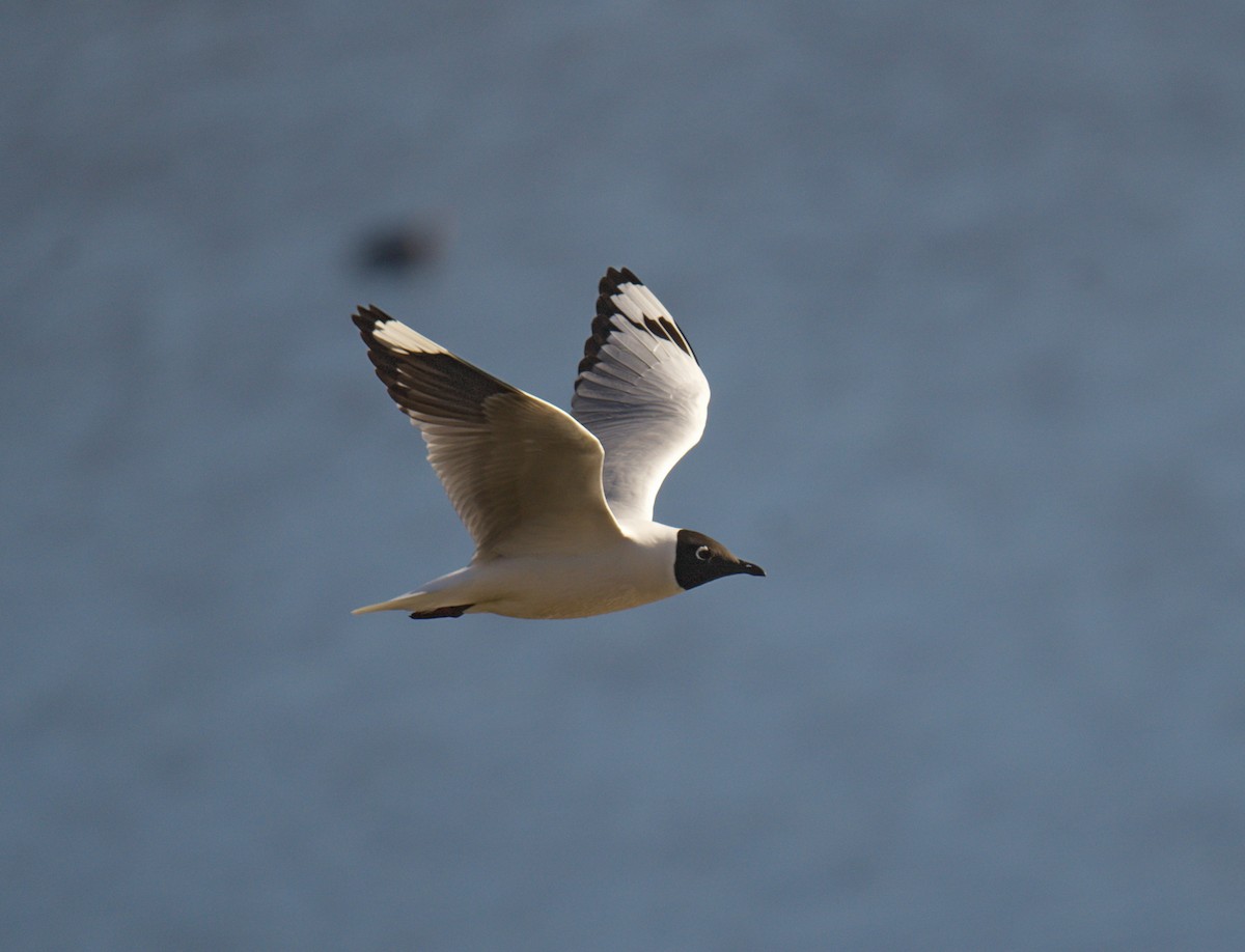 Mouette des Andes - ML643423059