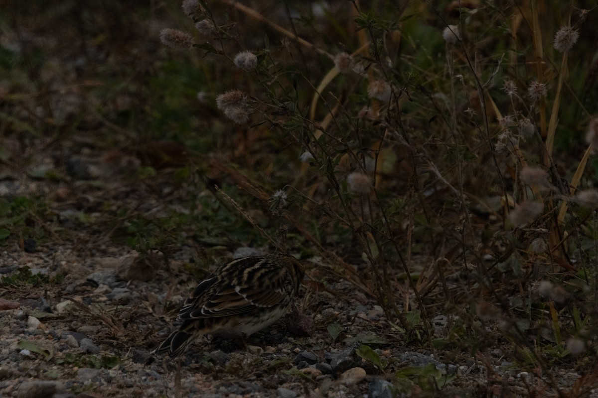 Lapland Longspur - ML643423061