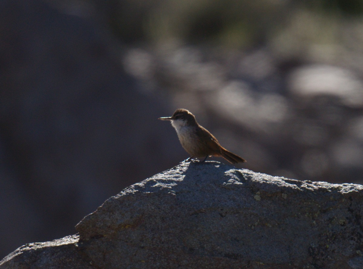 チリーカマドドリ - ML643423067