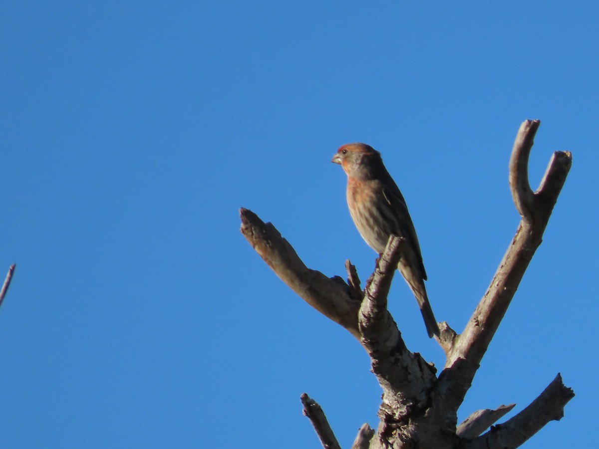House Finch - ML643423074