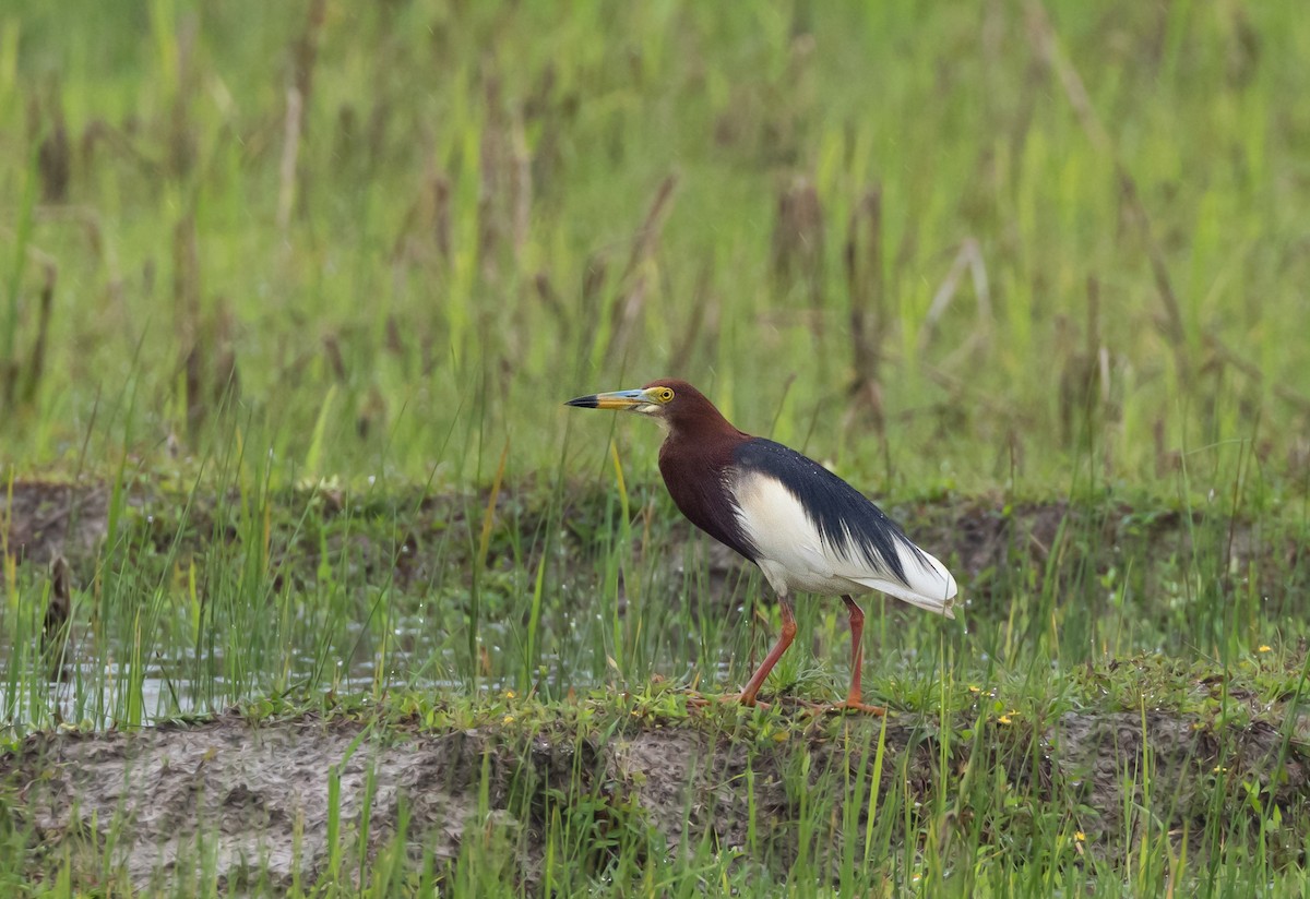 Чапля китайська - ML643423080